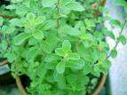 SWEET MARJORAM HERB (100) MARJORAM SEEDS